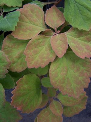 Allegheny Spurge demonstrating some rusty autumn coloration holding on after a long winter under white poly