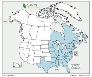 USDA map displaying nativity of Ilex verticillata