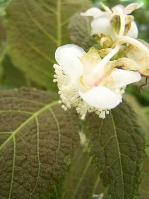 Deinanthe bifida 'Pink Kii' showing an October bronze leaf tint but washed-out flowers (though still lovely!)