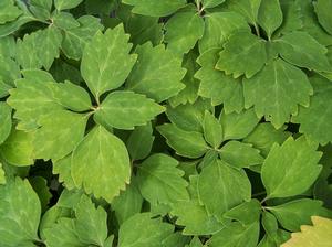 Pachysandra procumbens 'Forest Green'