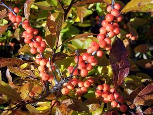 Ilex verticillata 'Winter Gold'