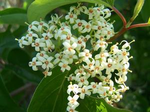 Cornus racemosa closeup of a raceme