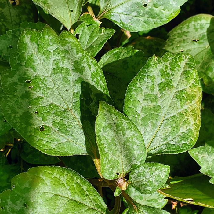 Pachysandra procumbens 'Silver Streak' - Allegheny Spurge from Quackin Grass Nursery