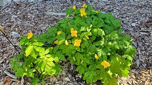 Hylomecon japonicum - Japanese Poppywort from Quackin Grass Nursery