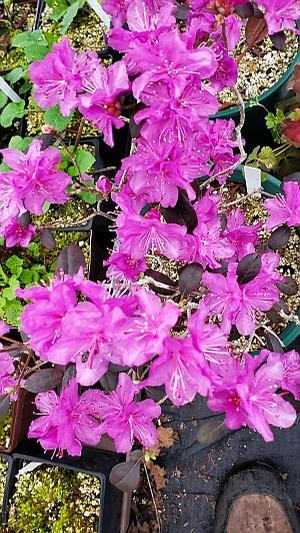 Rhododendron x 'Princess Susan' - Rhododendron from Quackin Grass Nursery