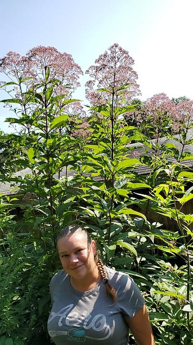 Eupatorium purpureum subsp. maculatum 'Gateway' - Joe-pye Weed from Quackin Grass Nursery