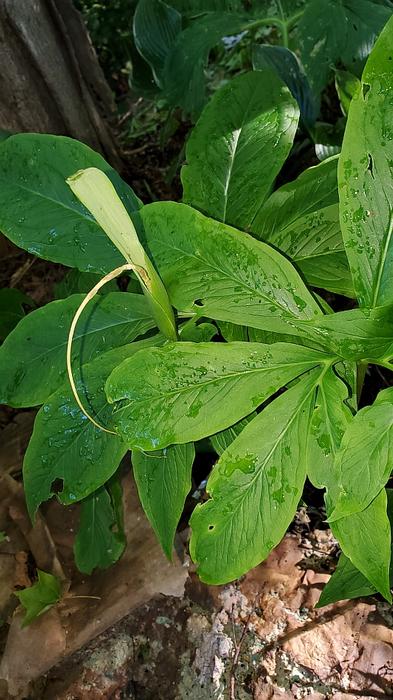 Sauromatum venosum 'Indian Giant' - Monarch of the East from Quackin Grass Nursery