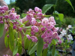 Kalmia angustifolia - Sheep Laurel from Quackin Grass Nursery