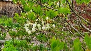 Enkianthus perulatus 'Compactus' - White Enkianthus from Quackin Grass Nursery