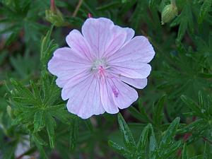 Geranium sanguineum var. lancastriense ''pink-flowered form'' Bloody ...