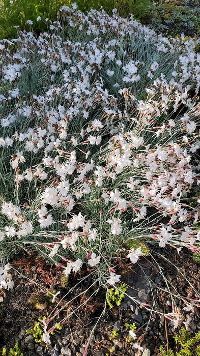 Dianthus turkestanicus - Sand Pink from Quackin Grass Nursery