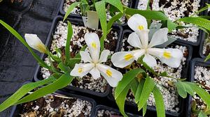 Iris cristata 'Montrose White' - Crested Iris from Quackin Grass Nursery