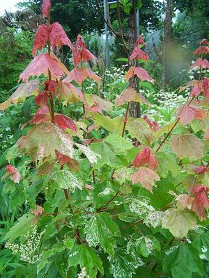 Acer rubrum 'Candy Ice' - Scarlet Maple from Quackin Grass Nursery
