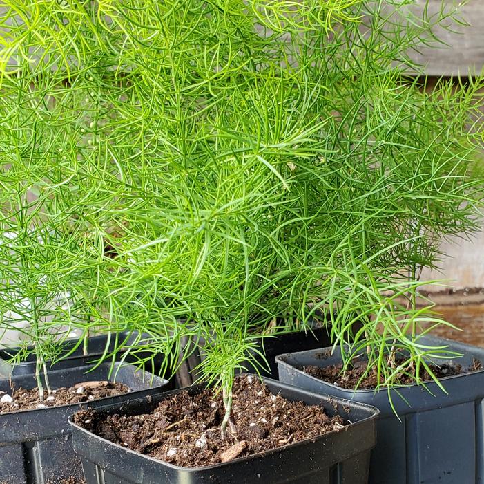 Asparagus schoberioides - Asparagus from Quackin Grass Nursery