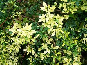 Jasminum nudiflorum 'Aureum' - Winter Jasmine from Quackin Grass Nursery
