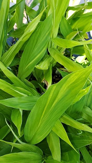 Zingiber mioga 'Dancing Crane' - Japanese Woodland Ginger from Quackin Grass Nursery