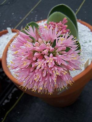 Haemanthus humilis - Pink Paintbrush from Quackin Grass Nursery