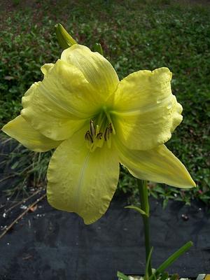 Hemerocallis 'Charleston Autumn Moonlight' - Daylily from Quackin Grass Nursery