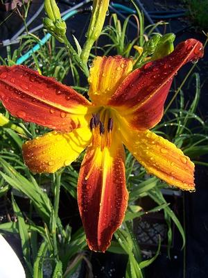 Hemerocallis 'Olallie Quinn' - Daylily - Spider Type from Quackin Grass Nursery