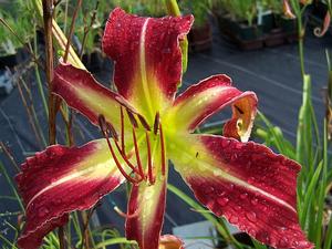 Hemerocallis 'Trip to the Top' - Daylily - Crispate from Quackin Grass Nursery