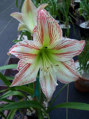 Hippeastrum x 'Sunshine Superstar' - Amaryllis from Quackin Grass Nursery