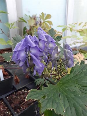 Aconitum japonicum - Japanese Monkshood from Quackin Grass Nursery