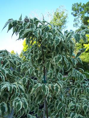 Cornus kousa 'Summer Fun' - Chinese Dogwood from Quackin Grass Nursery