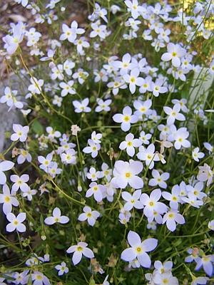 Houstonia caerulea - Bluets from Quackin Grass Nursery