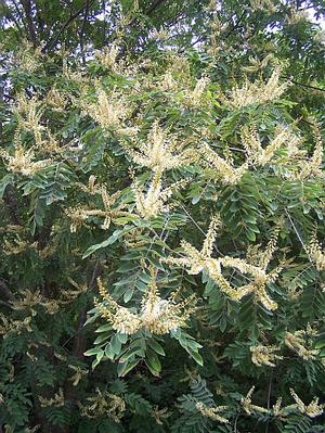 Maackia amurensis - Amur Maackia from Quackin Grass Nursery