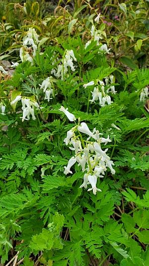 Dicentra eximia 'Alba' - Fringed Bleeding Heart from Quackin Grass Nursery