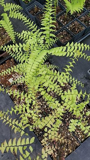 Adiantum pedatum - Maidenhair Fern from Quackin Grass Nursery