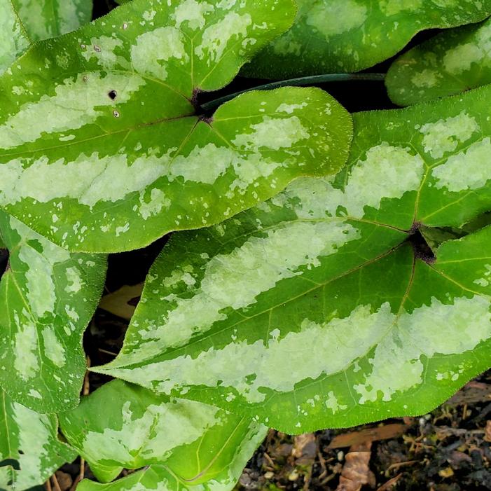 Asarum splendens 'Quicksilver' - Wild Chinese Ginger from Quackin Grass Nursery