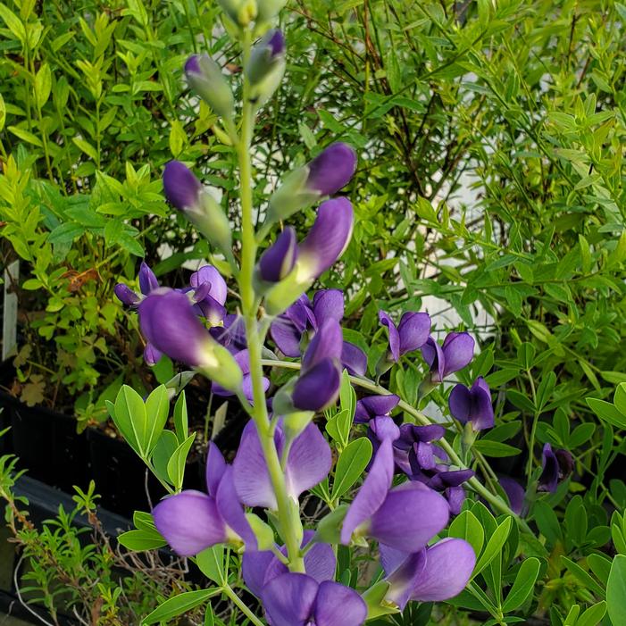 Baptisia aberrans - Blue Wild Indigo from Quackin Grass Nursery