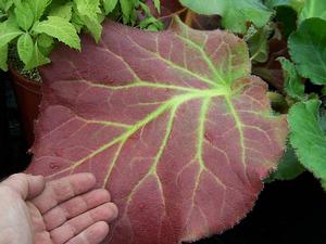 Bergenia pacumbis x ciliata 'Size Queen' - Pigsqueak from Quackin Grass Nursery