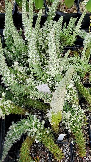 Orostachys x 'Crazy Eddie' - Stonecrop from Quackin Grass Nursery