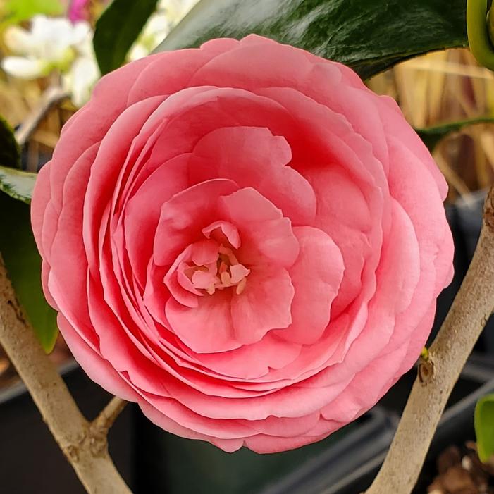 Camellia x 'Bette Sette' - from Quackin Grass Nursery