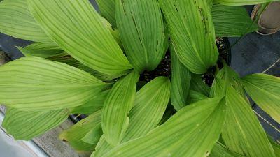 Aspidistra subrotata var. crassinervis - Cast Iron Plant from Quackin Grass Nursery