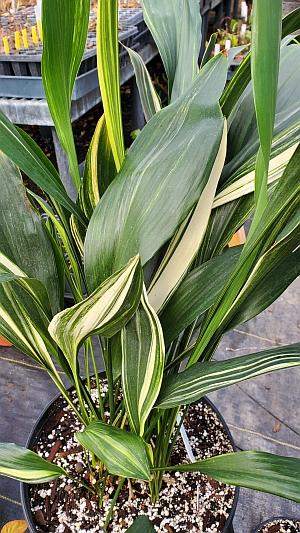 Aspidistra elatior 'Suisho' - Cast Iron Plant from Quackin Grass Nursery