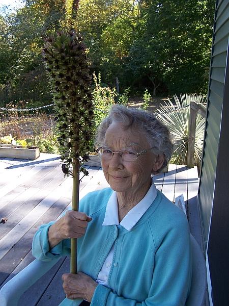 Eucomis x 'Rhode Island Red' - Pineapple Lily from Quackin Grass Nursery