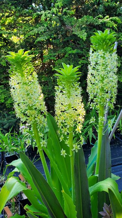 Eucomis autumnalis 'Wahroaneta Giant' - Pineapple Lily from Quackin Grass Nursery