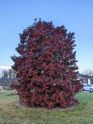 Quercus x sternbergii - Sternberg's Oak from Quackin Grass Nursery