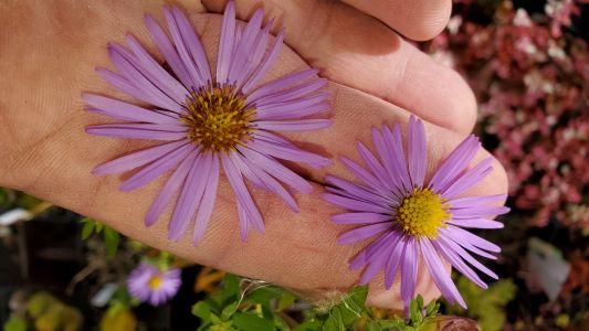 Aster x 'Dawson Road' - Aster from Quackin Grass Nursery