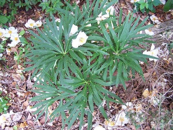 Helleborus (x?) multifidus 'Scissorhands' - Hellebore from Quackin Grass Nursery