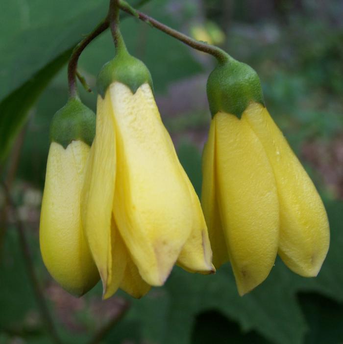 Kirengeshoma palmata - typical showy waxy yellow bells