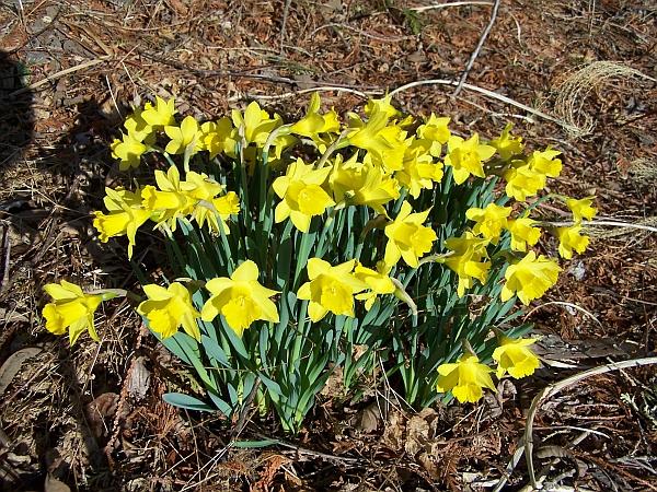 Narcissus 'Little Gem' - Daffodil from Quackin Grass Nursery