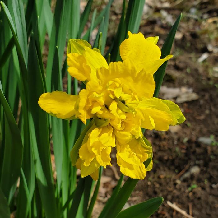Narcissus un-identified heirloom - Daffodil from Quackin Grass Nursery