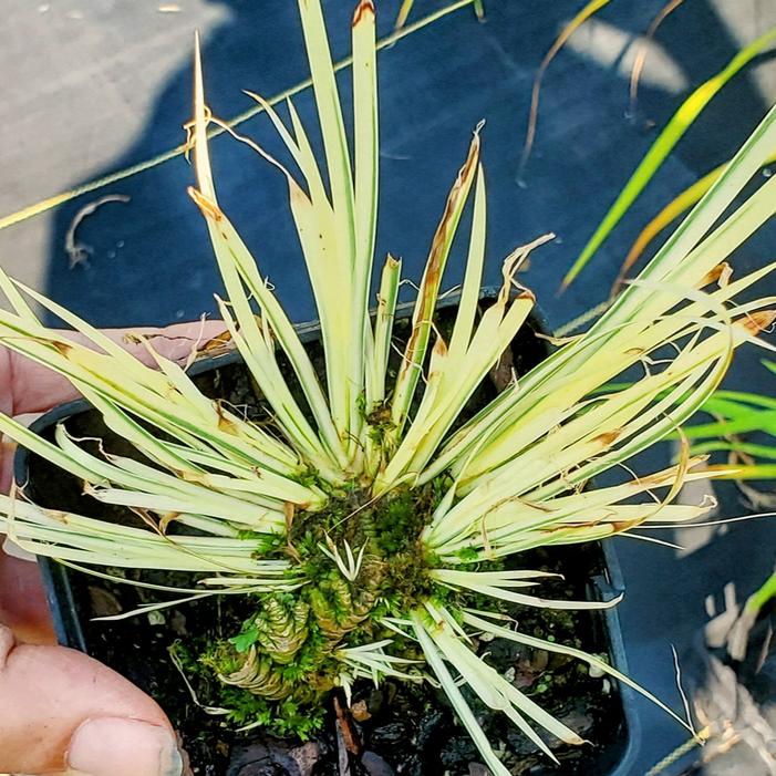 Acorus gramineus 'Bleached Blunder' - Japanese Sweet Flag from Quackin Grass Nursery