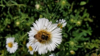 Aster novae-angliae 'white/double white' - New England Aster from Quackin Grass Nursery