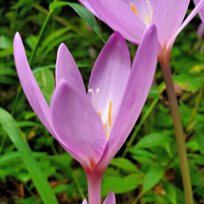 Colchicum byzantinum 'Nancy Lindsay' - from Quackin Grass Nursery