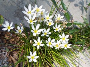 Zephyranthes candida Rain Lily from Quackin Grass Nursery